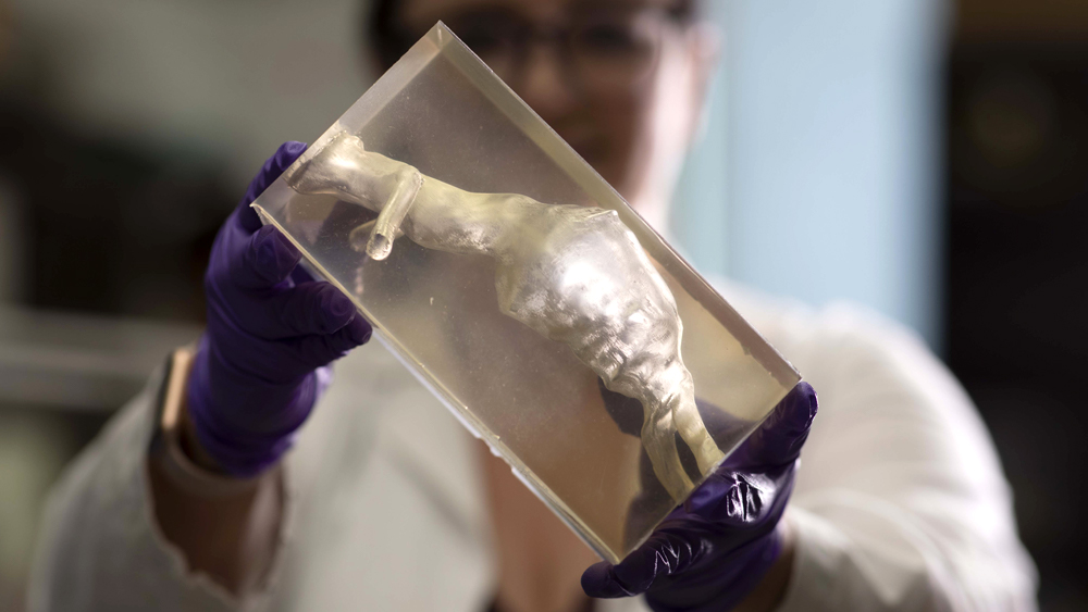 学生手持3D打印器官在实验室