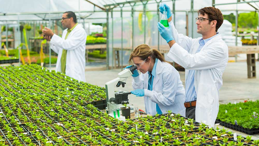 Scientists examining small test plants using a microscope and test tubes.